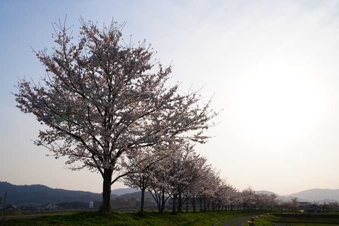 京都_桜情報_2022_45　大堰川堤防_保津川水辺公園　No6