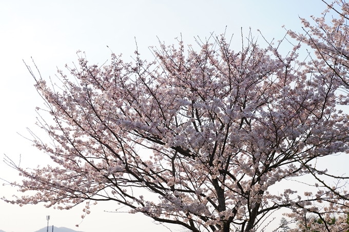 京都_桜情報_2022_45　大堰川堤防_保津川水辺公園　No8