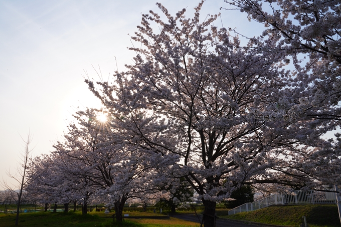 京都_桜情報_2022_45　大堰川堤防_保津川水辺公園　No9