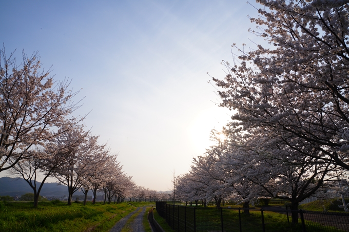 京都_桜情報_2022_45　大堰川堤防_保津川水辺公園　No10