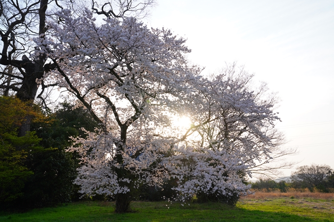 京都_桜情報_2022_46　丹波国分寺跡　No2