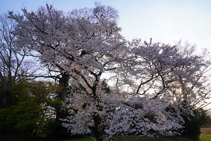 京都_桜情報_2022_46　丹波国分寺跡　No3