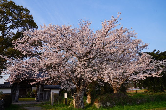 京都_桜情報_2022_46　丹波国分寺跡　No4