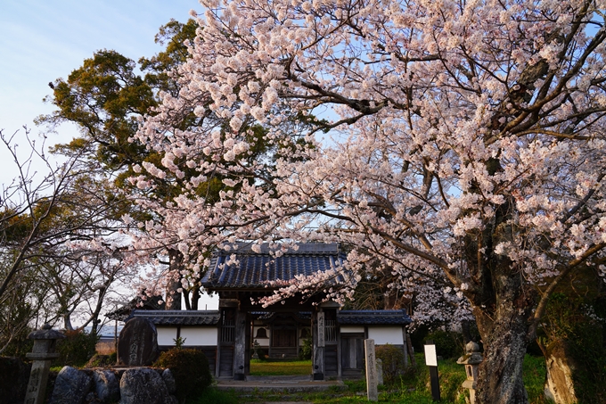 京都_桜情報_2022_46　丹波国分寺跡　No5