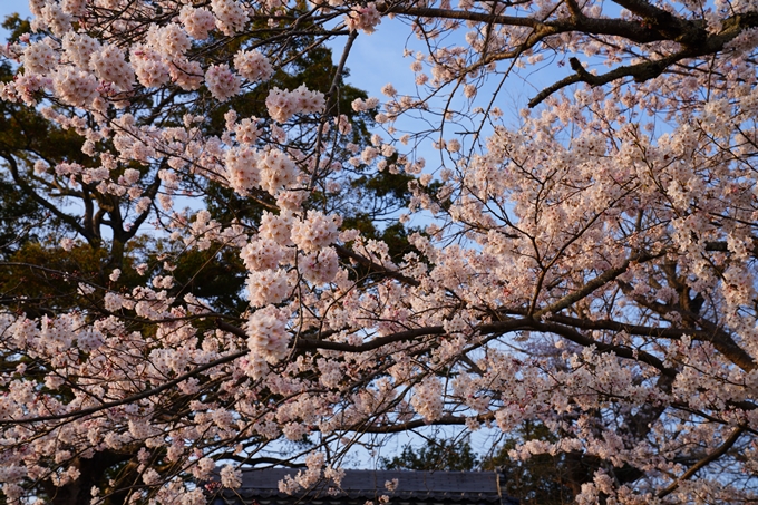 京都_桜情報_2022_46　丹波国分寺跡　No6