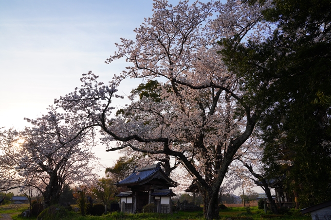 京都_桜情報_2022_46　丹波国分寺跡　No7