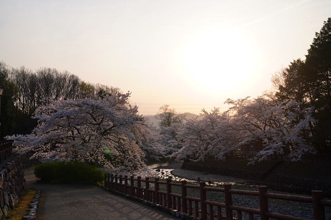 京都_桜情報_2022_47　七谷川　No2