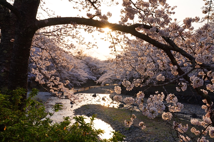 京都_桜情報_2022_47　七谷川　No3