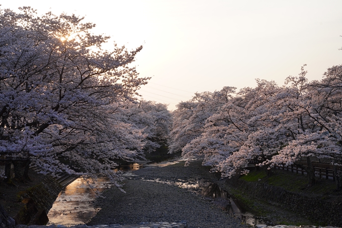 京都_桜情報_2022_47　七谷川　No5