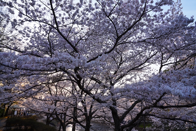 京都_桜情報_2022_47　七谷川　No6