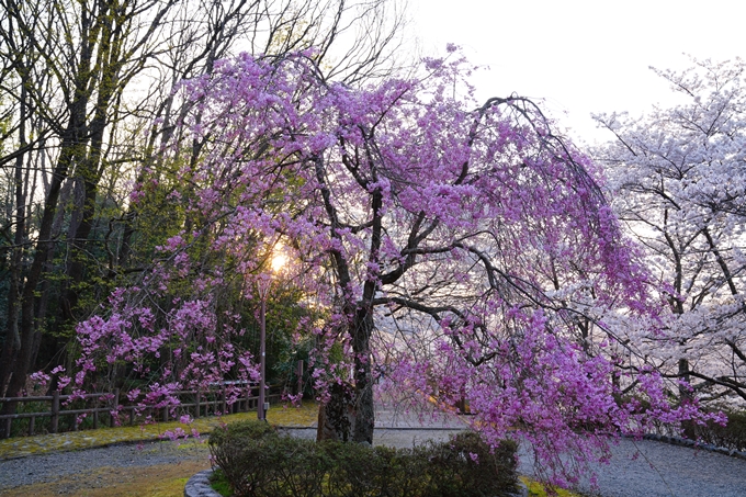 京都_桜情報_2022_47　七谷川　No7