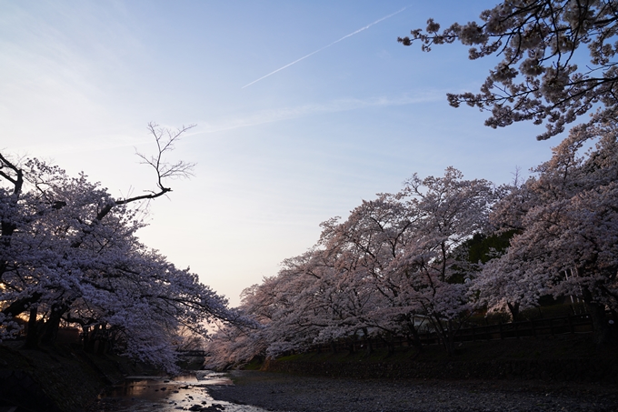 京都_桜情報_2022_47　七谷川　No8