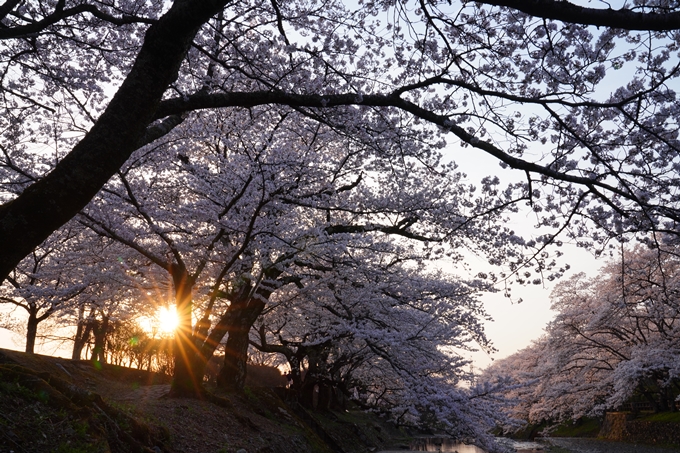 京都_桜情報_2022_47　七谷川　No9