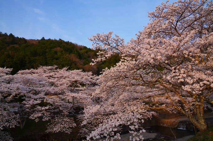 京都_桜情報_2022_47　七谷川　No10