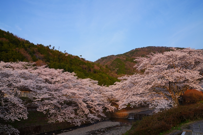 京都_桜情報_2022_47　七谷川　No11