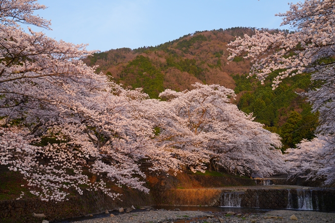 京都_桜情報_2022_47　七谷川　No12