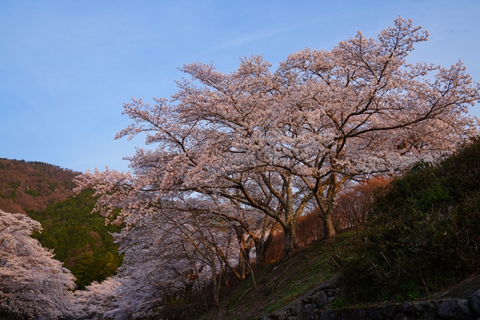 京都_桜情報_2022_47　七谷川　No13