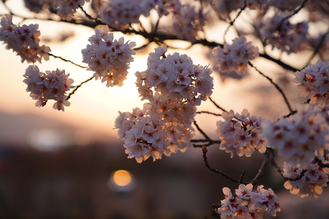 京都_桜情報_2022_47　七谷川　No14