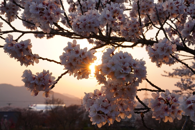 京都_桜情報_2022_47　七谷川　No15