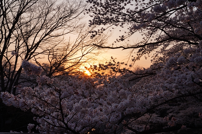 京都_桜情報_2022_47　七谷川　No18