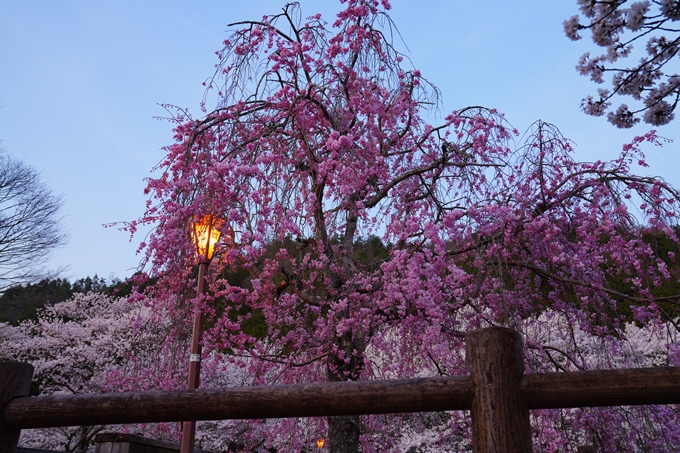 京都_桜情報_2022_47　七谷川　No19