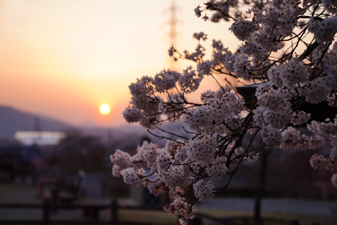 京都_桜情報_2022_47　七谷川　No21