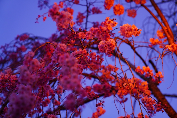 京都_桜情報_2022_47　七谷川　No22