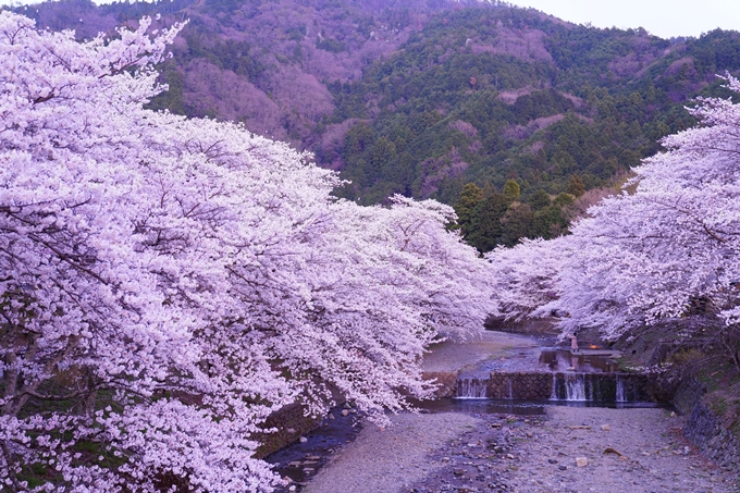 京都_桜情報_2022_47　七谷川　No23