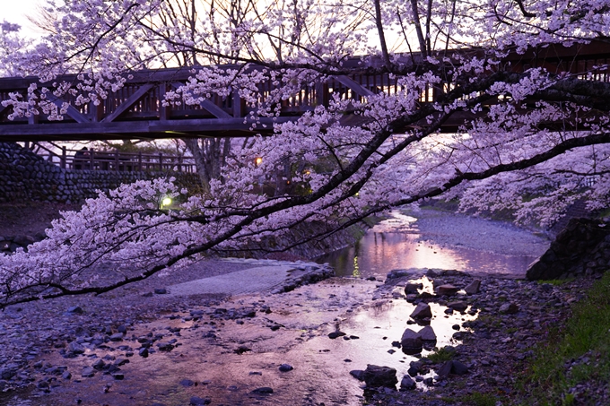 京都_桜情報_2022_47　七谷川　No24