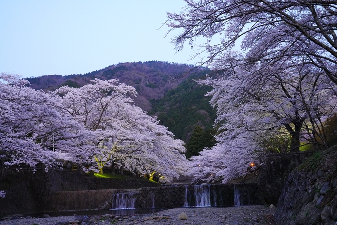 京都_桜情報_2022_47　七谷川　No25