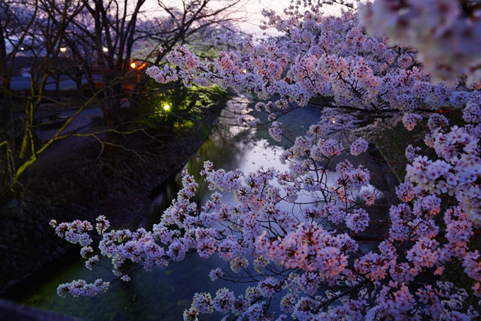 京都_桜情報_2022_47　七谷川　No26