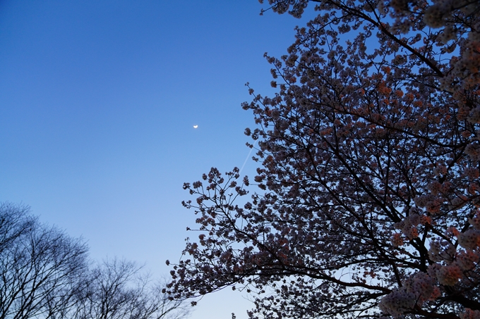 京都_桜情報_2022_47　七谷川　No27