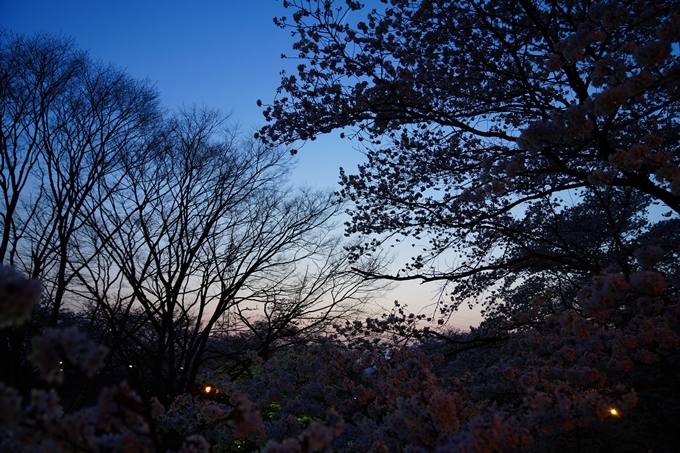 京都_桜情報_2022_47　七谷川　No28