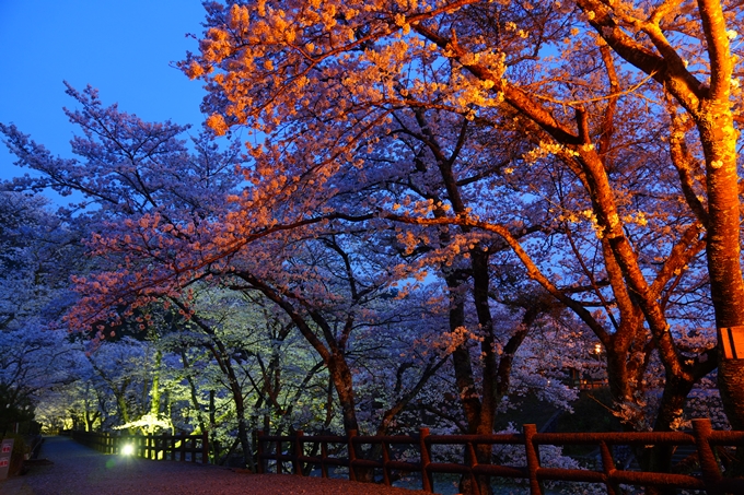 京都_桜情報_2022_47　七谷川　No29