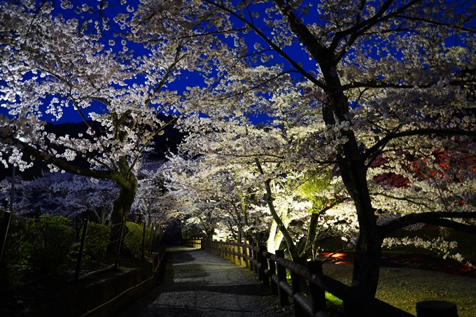 京都_桜情報_2022_47　七谷川　No30