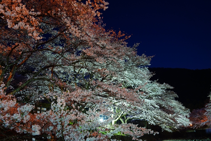 京都_桜情報_2022_47　七谷川　No35