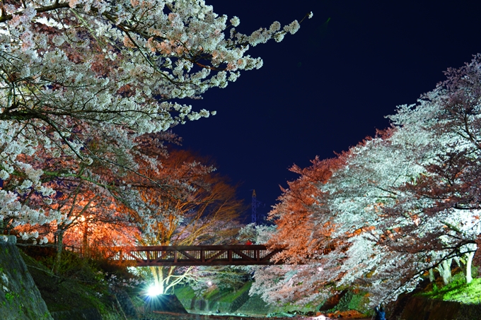 京都_桜情報_2022_47　七谷川　No36