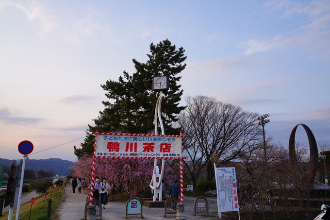 京都_桜情報_2022_48　半木の道　No2