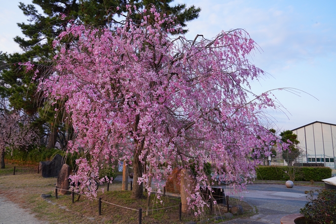 京都_桜情報_2022_48　半木の道　No3