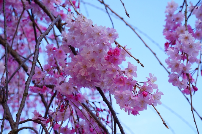 京都_桜情報_2022_48　半木の道　No4