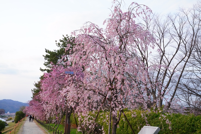 京都_桜情報_2022_48　半木の道　No5