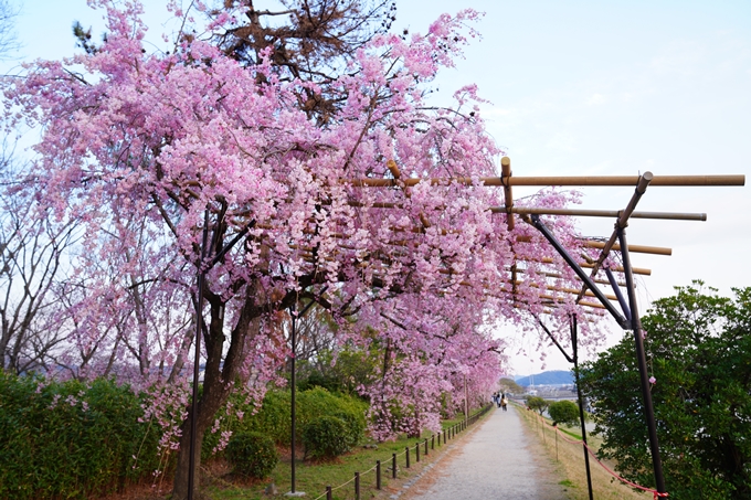 京都_桜情報_2022_48　半木の道　No8