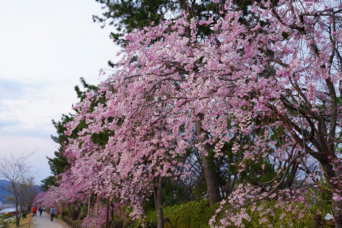 京都_桜情報_2022_48　半木の道　No9