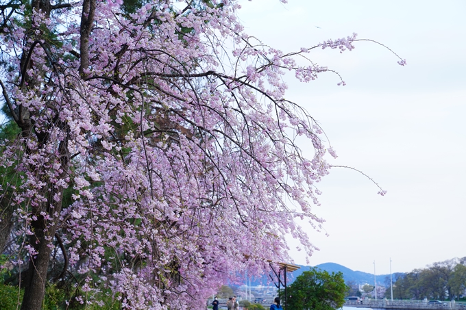 京都_桜情報_2022_48　半木の道　No10