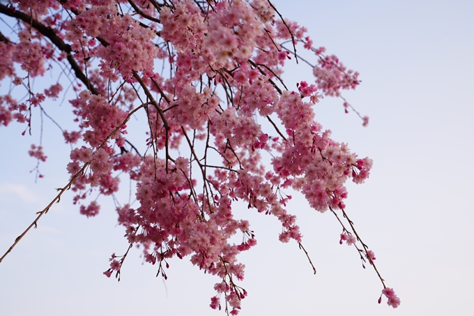 京都_桜情報_2022_48　半木の道　No11