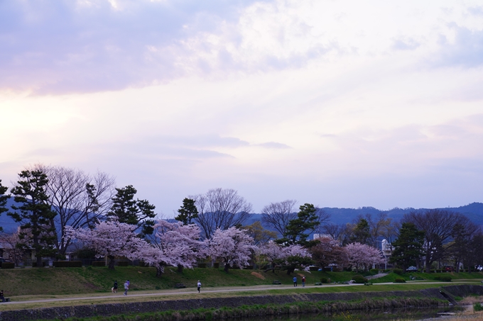 京都_桜情報_2022_48　半木の道　No12