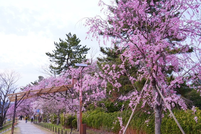 京都_桜情報_2022_48　半木の道　No13