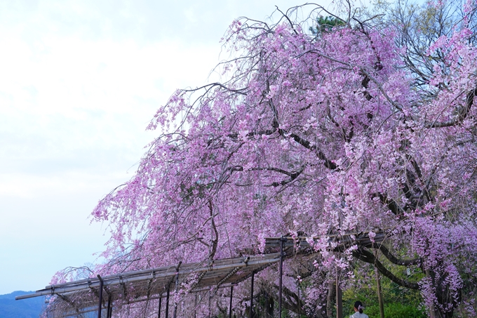 京都_桜情報_2022_48　半木の道　No14