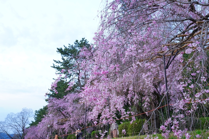 京都_桜情報_2022_48　半木の道　No15