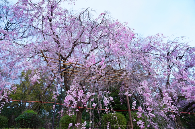 京都_桜情報_2022_48　半木の道　No16